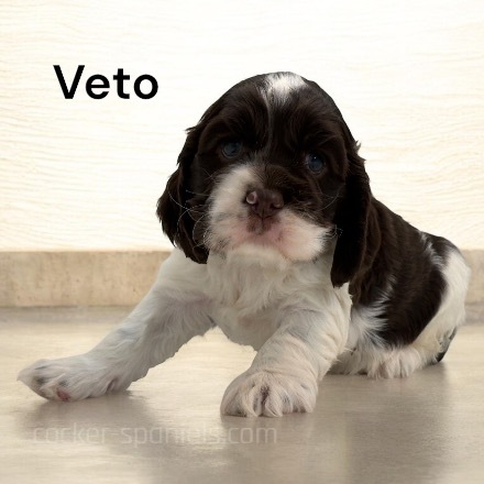 puppy, for, sale, Cocker Spaniel, Joe & Cherri  Overlease, dog, breeder, Miller, MO, dog-breeder, puppy-for-sale, forsale, nearby, find, puppyfind, locator, puppylocator, aca